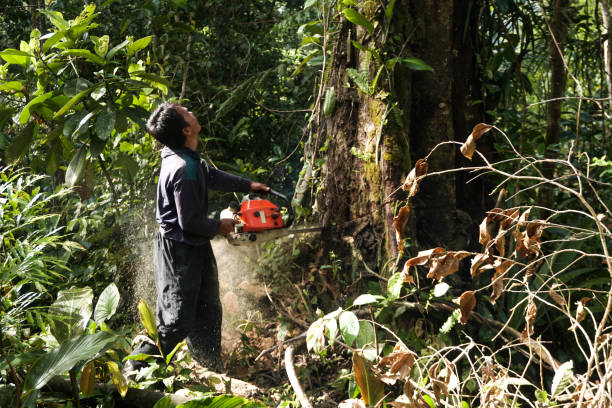 Best Tree Pruning Services  in USA